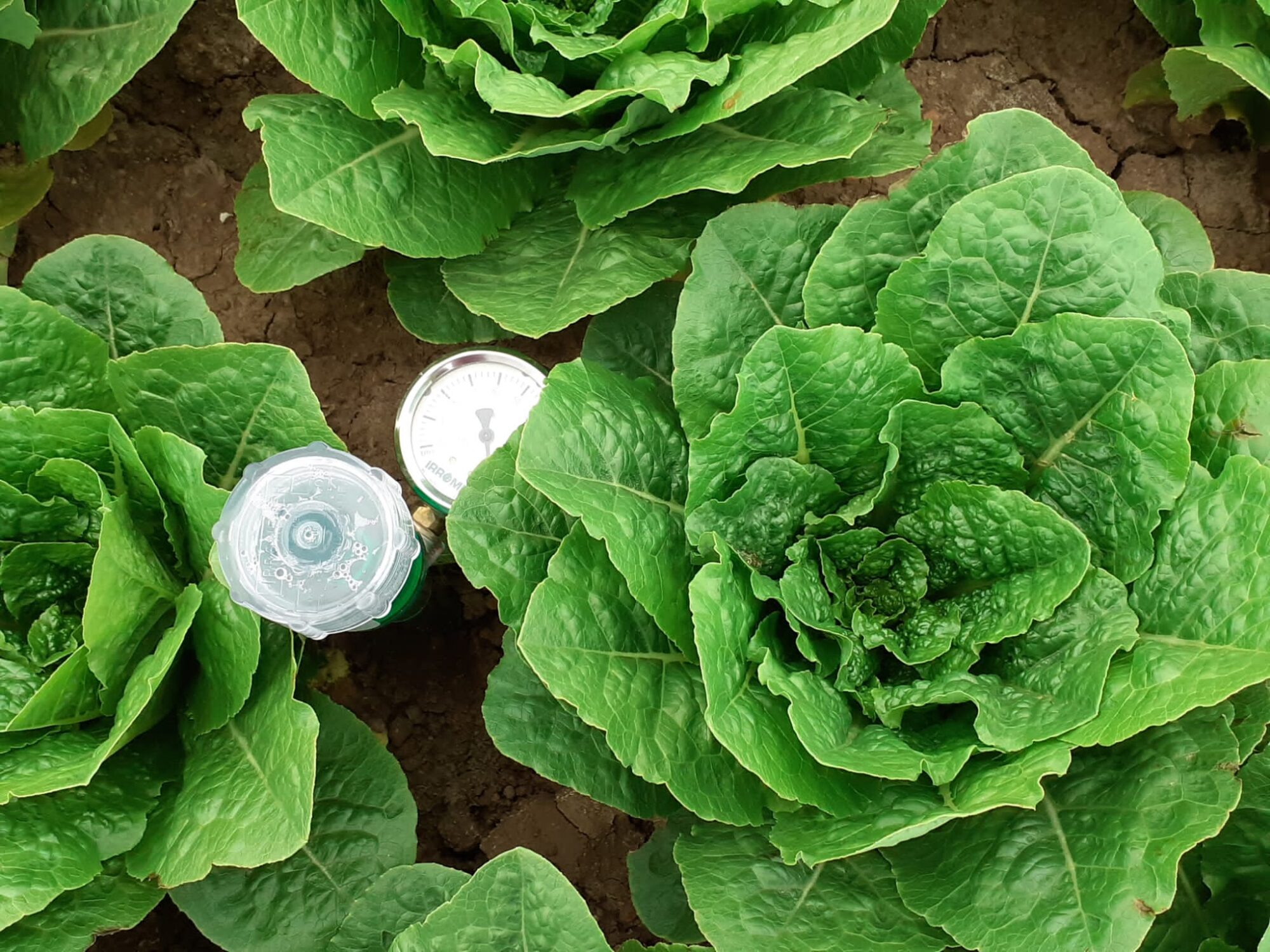 tensiómetro entre lechugas