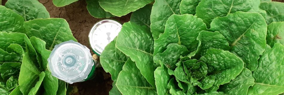tensiómetro entre lechugas