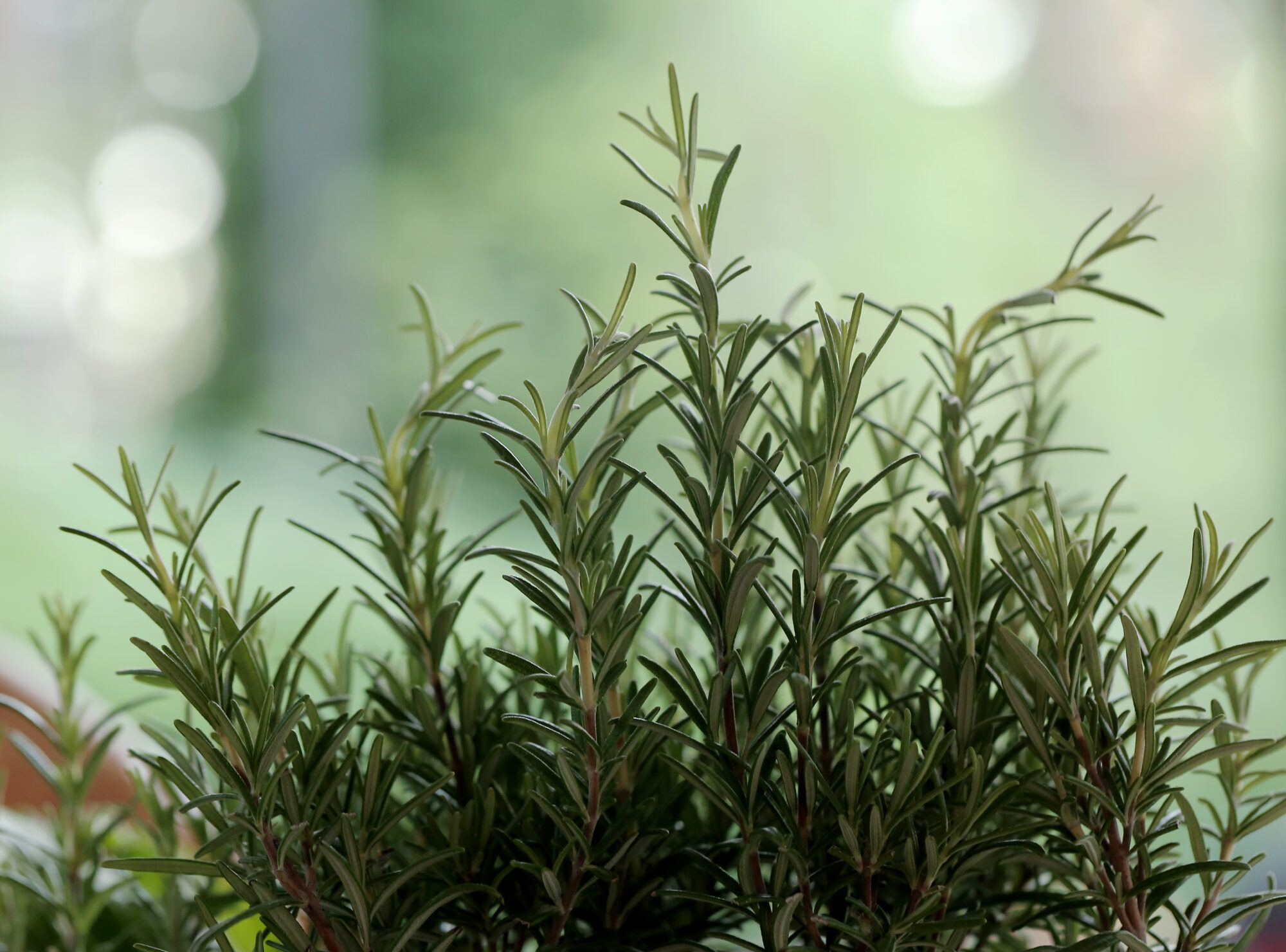 planta Rosemary