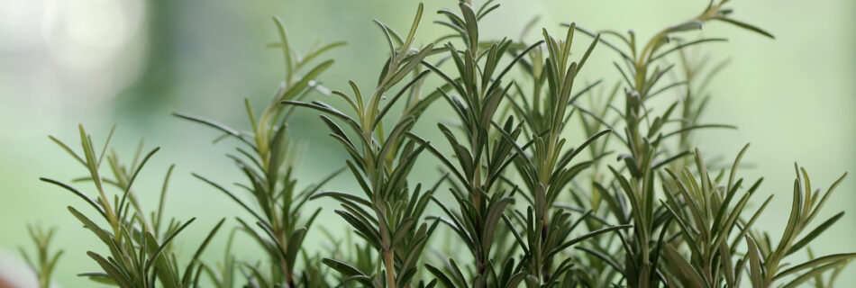 planta Rosemary